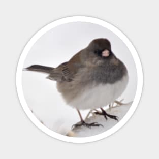 Winter Snow Bird 3 Magnet